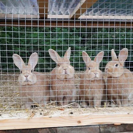 Parseier קאונרטל